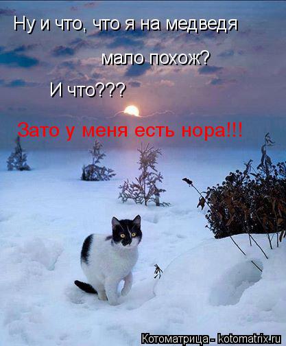 Котоматрица: Ну и что, что я на медведя мало похож? И что? Ну и что, что я на медведя  мало похож? И что??? Зато у меня есть нора!!!