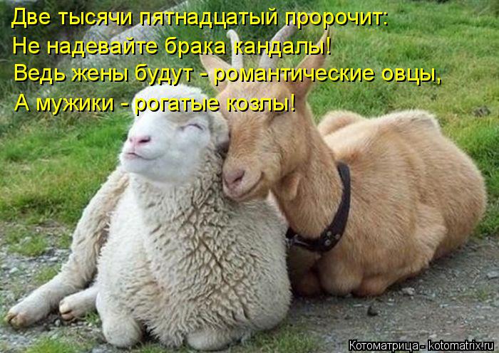 Котоматрица: Две тысячи пятнадцатый пророчит: Не надевайте брака кандалы! Ведь жены будут - романтические овцы, А мужики - рогатые козлы!