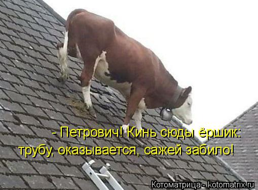 Котоматрица: - Петрович! Кинь сюды ёршик:  трубу, оказывается, сажей забило!