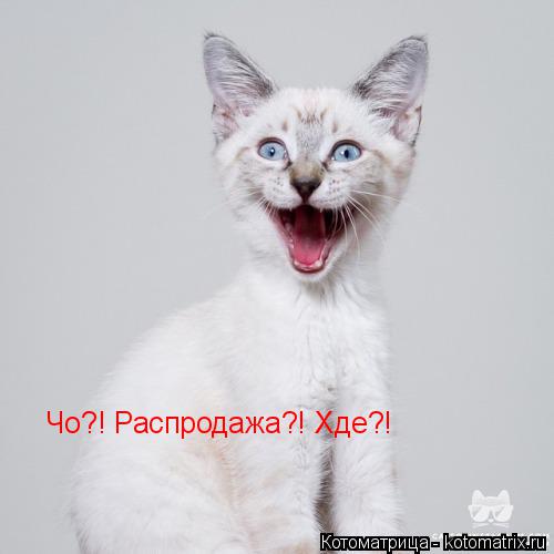Котоматрица: Чо?! Распродажа?! Хде?!