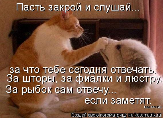 Котоматрица: Пасть закрой и слушай... за что тебе сегодня отвечать. За шторы, за фиалки и люстру. За рыбок сам отвечу... если заметят.