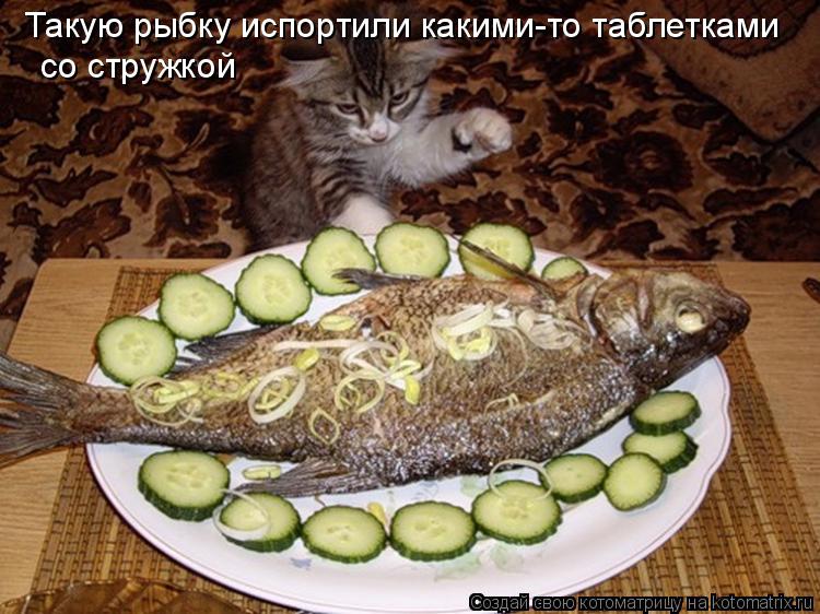 Котоматрица: Такую рыбку испортили какими-то таблетками  со стружкой