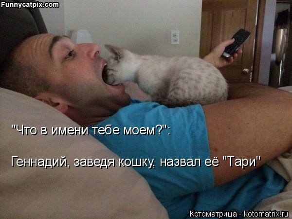 Котоматрица: Геннадий, заведя кошку, назвал её "Тари" "Что в имени тебе моем?":