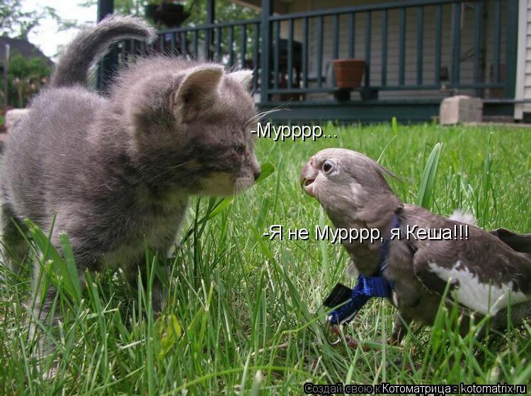 Котоматрица: .