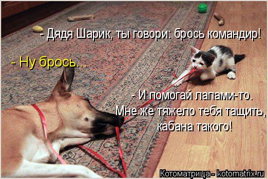 - Ну брось... - Дядя Шарик, ты говори: брось командир! - И помогай лапами-то. Мне же тяжело тебя тащи... Котоматрица: - Ну брось... - Дядя Шарик, ты говори: брось командир! - И помогай лапами-то. Мне же тяжело тебя тащить, кабана такого!