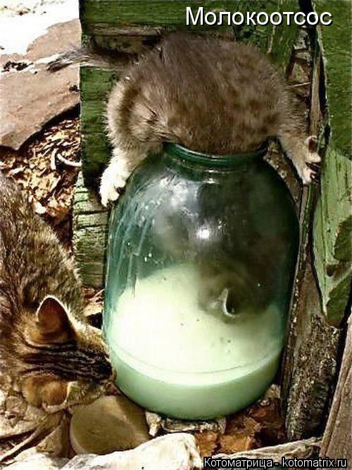 Котоматрица: Молокоотсос