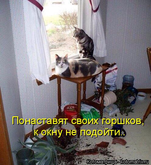Котоматрица: Понаставят своих горшков, к окну не подойти..