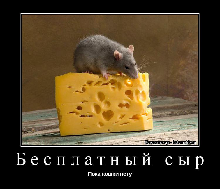 Котоматрица: Бесплатный сыр Пока кошки нету