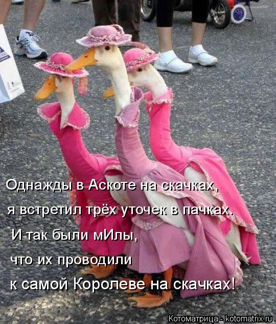 Котоматрица: Однажды в Аскоте на скачках, я встретил трёх уточек в пачках. И так были мИлы, что их проводили к самой Королеве на скачках!