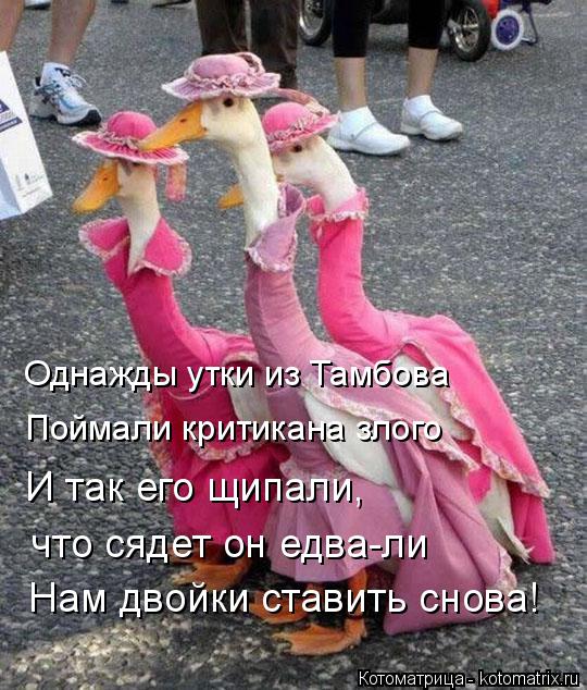 Котоматрица: Однажды утки из Тамбова Поймали критикана злого И так его щипали, что сядет он едва-ли Нам двойки ставить снова!