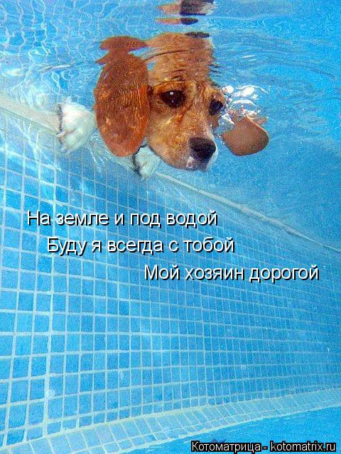 Котоматрица: На земле и под водой Буду я всегда с тобой Мой хозяин дорогой