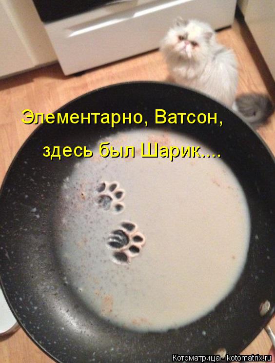 Котоматрица: Элементарно, Ватсон, здесь был Шарик....