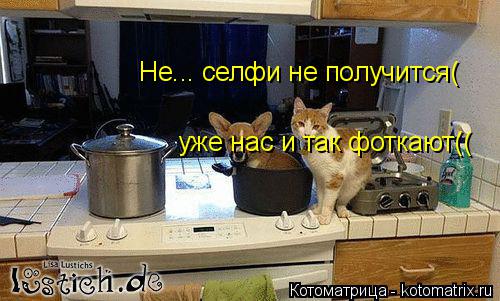 Котоматрица: Не... селфи не получится( уже нас и так фоткают((