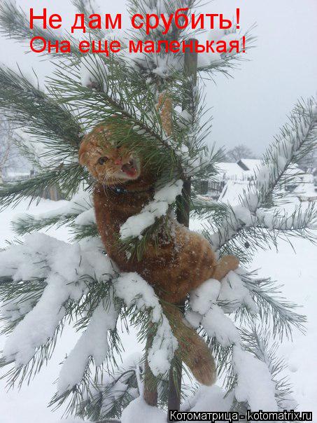 Котоматрица: Не дам срубить!  Она еще маленькая!