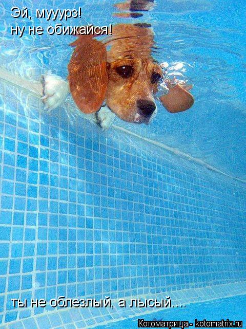Котоматрица: Эй, мууурз! ну не обижайся! ты не облезлый, а лысый....