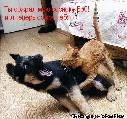 Котоматрица: Ты сожрал мою сосиску Боб! и я теперь сожру тебя!