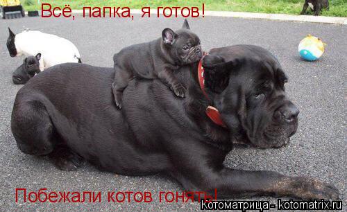 Котоматрица: Всё, папка, я готов!  Побежали котов гонять!