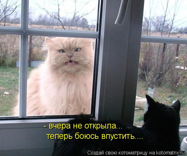 Котоматрица: - вчера не открыла...  теперь боюсь впустить....