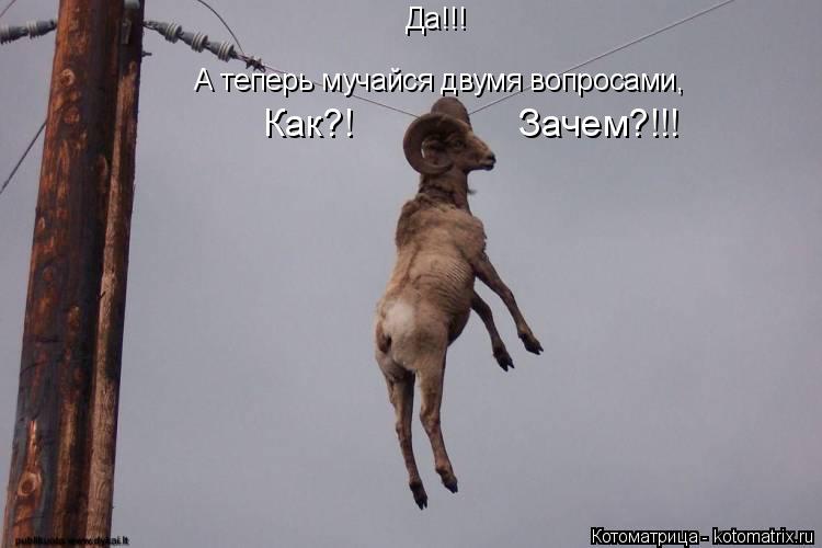 Котоматрица: Да!!! Как?!  Зачем?!!! А теперь мучайся двумя вопросами,