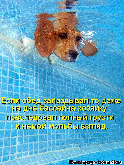 Котоматрица: Если обед запаздывал,то даже на дне бассейна хозяйку  преследовал полный грусти, и немой мольбы взгляд.