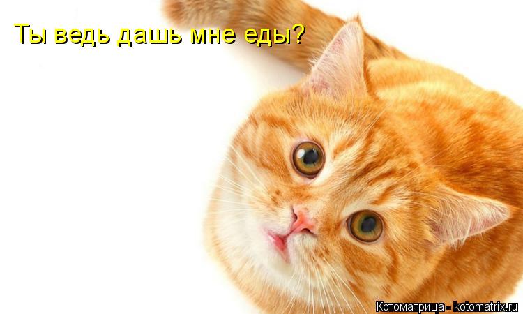 Котоматрица: Ты ведь дашь мне еды?
