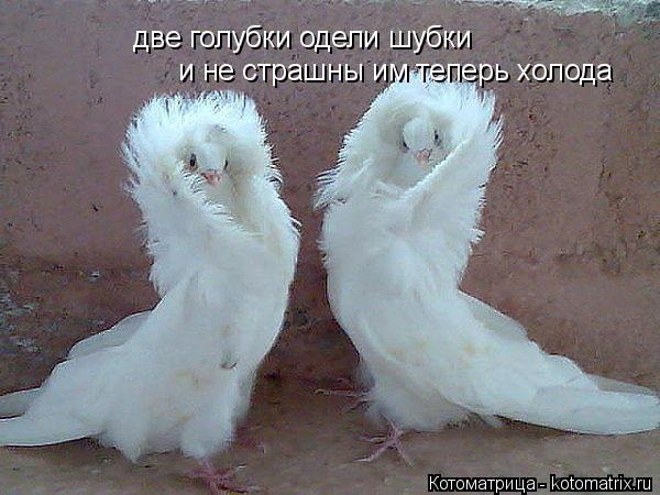 Котоматрица: две голубки одели шубки и не страшны им теперь холода