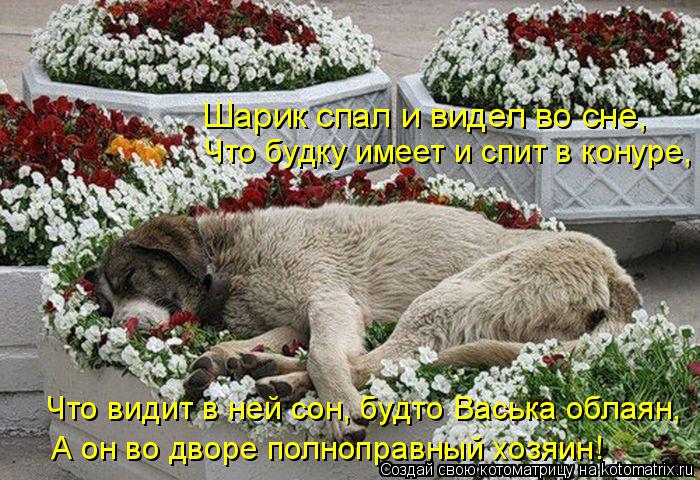 Котоматрица: Что видит в ней сон, будто Васька облаян, А он во дворе полноправный хозяин! Что будку имеет и спит в конуре, Шарик спал и видел во сне,