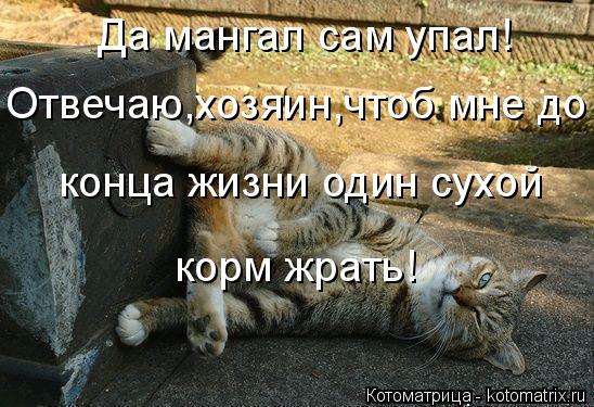Котоматрица: Да мангал сам упал! Отвечаю,хозяин,чтоб мне до конца жизни один сухой  корм жрать!