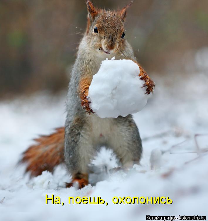 Котоматрица: На, поешь, охолонись