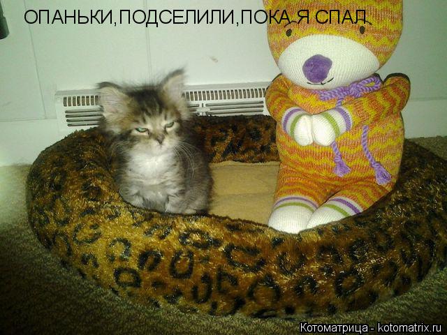 Котоматрица: ОПАНЬКИ,ПОДСЕЛИЛИ,ПОКА Я СПАЛ