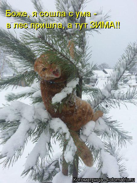 Котоматрица: Боже, я сошла с ума - в лес пришла, а тут ЗИМА!!