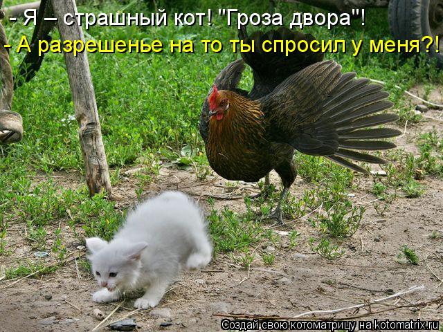 Котоматрица: - А разрешенье на то ты спросил у меня?! - Я – страшный кот! "Гроза двора"!