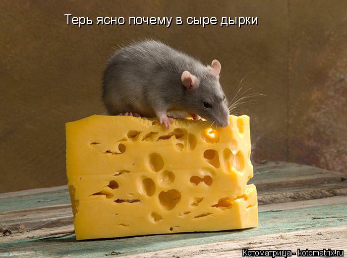 Котоматрица: Терь ясно почему в сыре дырки