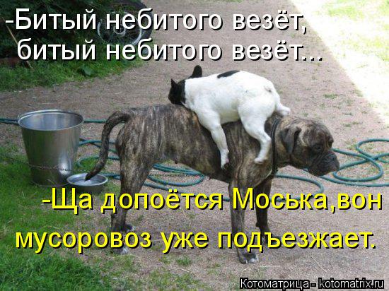 Котоматрица: -Битый небитого везёт, битый небитого везёт... -Ща допоётся Моська,вон  мусоровоз уже подъезжает.