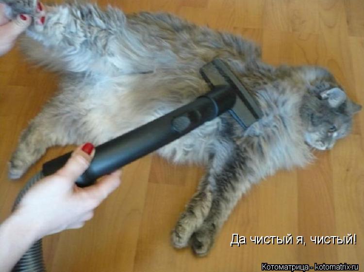 Котоматрица: Да чистый я, чистый!