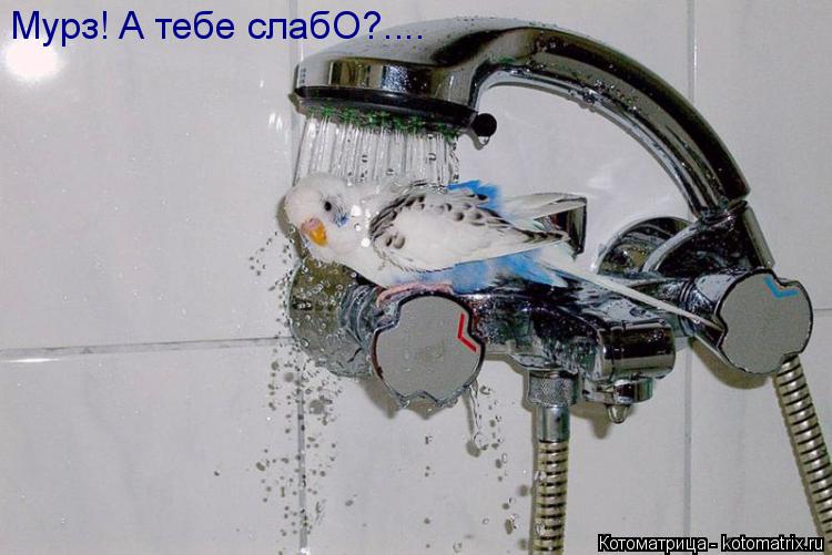 Котоматрица: Мурз! А тебе слабО?....