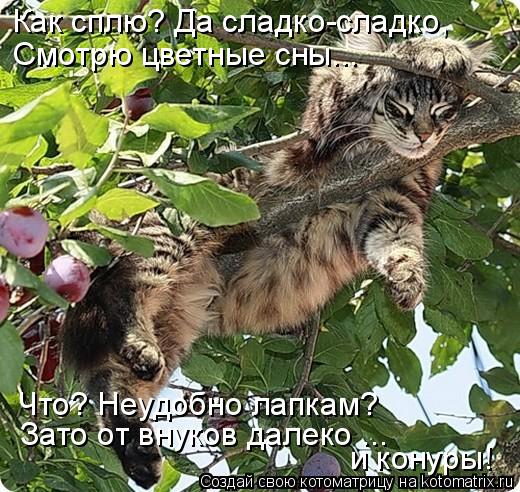 Смотрю цветные сны... Как сплю? Да сладко-сладко, Что? Неудобно лапкам? Зато от внуков далеко ... и к... Котоматрица: Смотрю цветные сны... Как сплю? Да сладко-сладко, Что? Неудобно лапкам? Зато от внуков далеко ... и конуры!