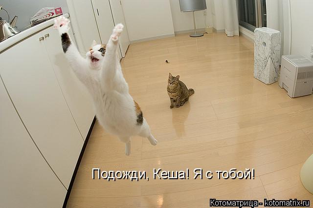Котоматрица: Подожди, Кеша! Я с тобой!
