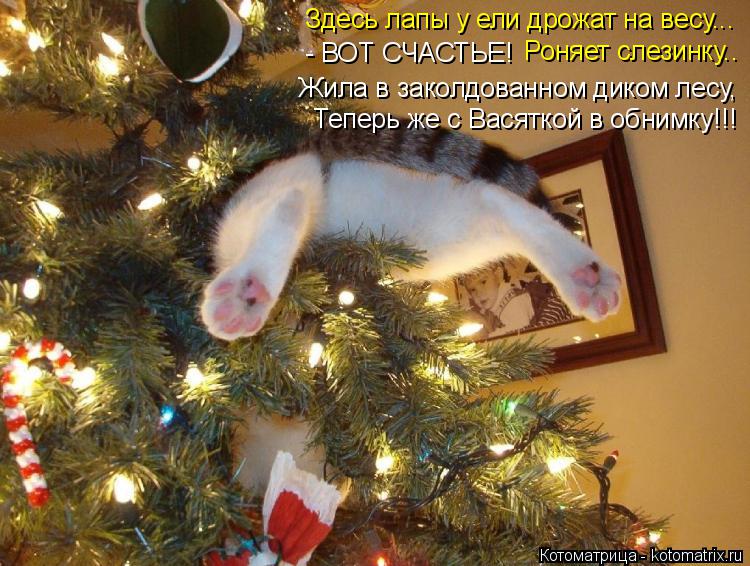 Котоматрица: Здесь лапы у ели дрожат на весу... - ВОТ СЧАСТЬЕ! Роняет слезинку.. Жила в заколдованном диком лесу, Теперь же с Васяткой в обнимку!!!