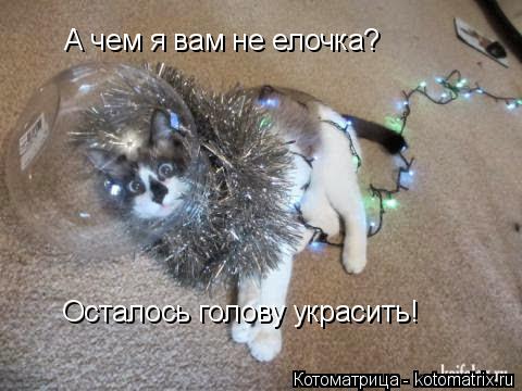 Котоматрица: А чем я вам не елочка? Осталось голову украсить!