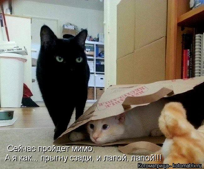 Котоматрица: Сейчас пройдет мимо, А я как... прыгну сзади, и лапой, лапой!!!