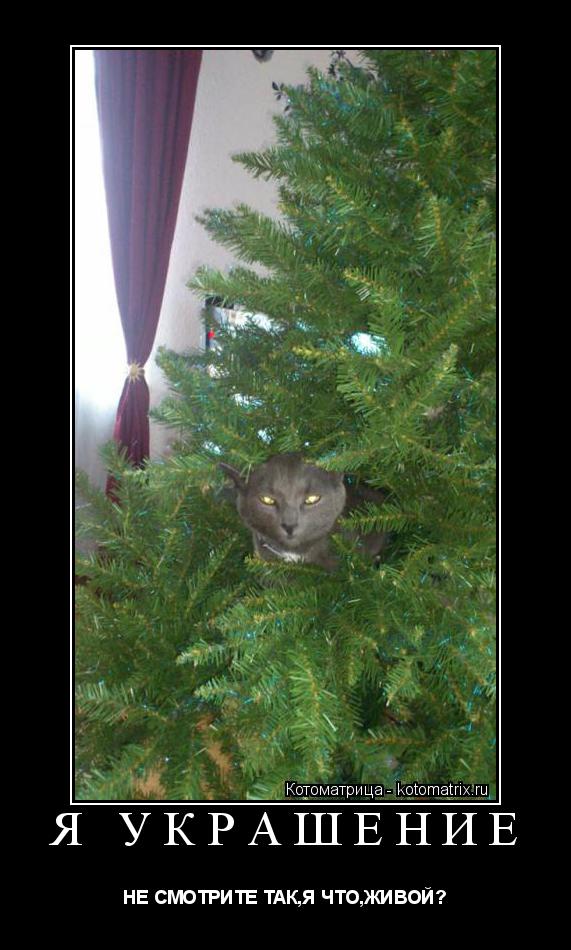 Котоматрица: Я УКРАШЕНИЕ НЕ СМОТРИТЕ ТАК,Я ЧТО,ЖИВОЙ?