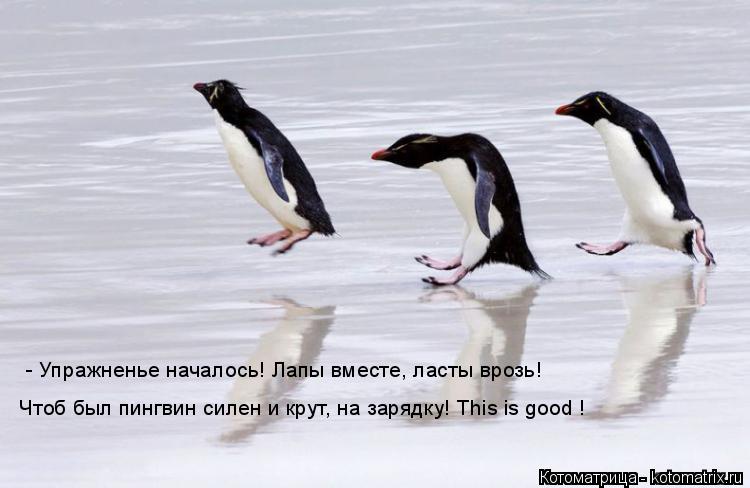 Котоматрица: - Упражненье началось! Лапы вместе, ласты врозь! Чтоб был пингвин силен и крут, на зарядку! This is good !