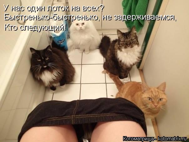 Котоматрица: У нас один лоток на всех? Быстренько-быстренько, не задерживаемся,  Кто следующий!