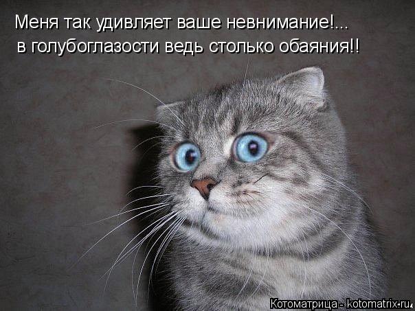 Котоматрица: Меня так удивляет ваше невнимание!... в голубоглазости ведь столько обаяния!!