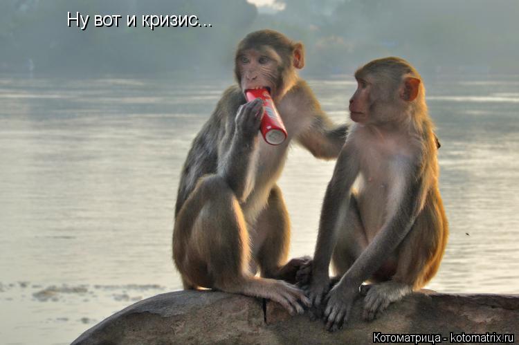 Ну вот и кризис...... Котоматрица: Ну вот и кризис...