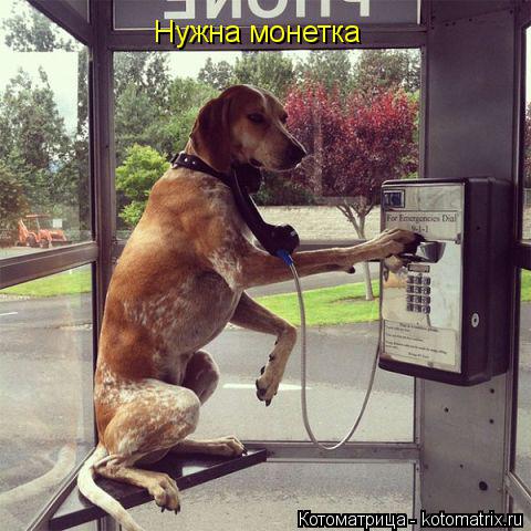 Котоматрица: Нужна монетка