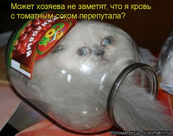 Котоматрица: Может хозяева не заметят, что я кровь с томатным соком перепутала?