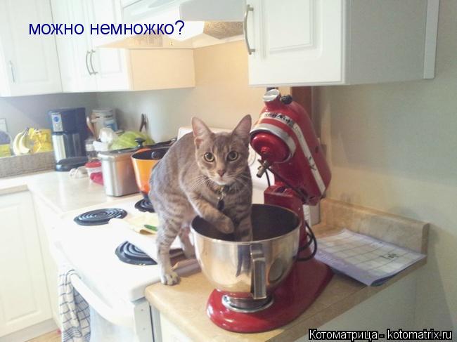 Котоматрица: можно немножко?