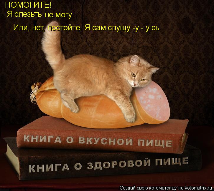 Котоматрица: ПОМОГИТЕ! Я слезьть  не могу Или, нет, постойте. Я сам спущу -у - у сь